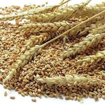 Best Feed Barley grain / Barley Malt grain / Hulled Barley Ready