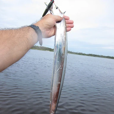 Ribbon Fish A grade  B Grade available stock