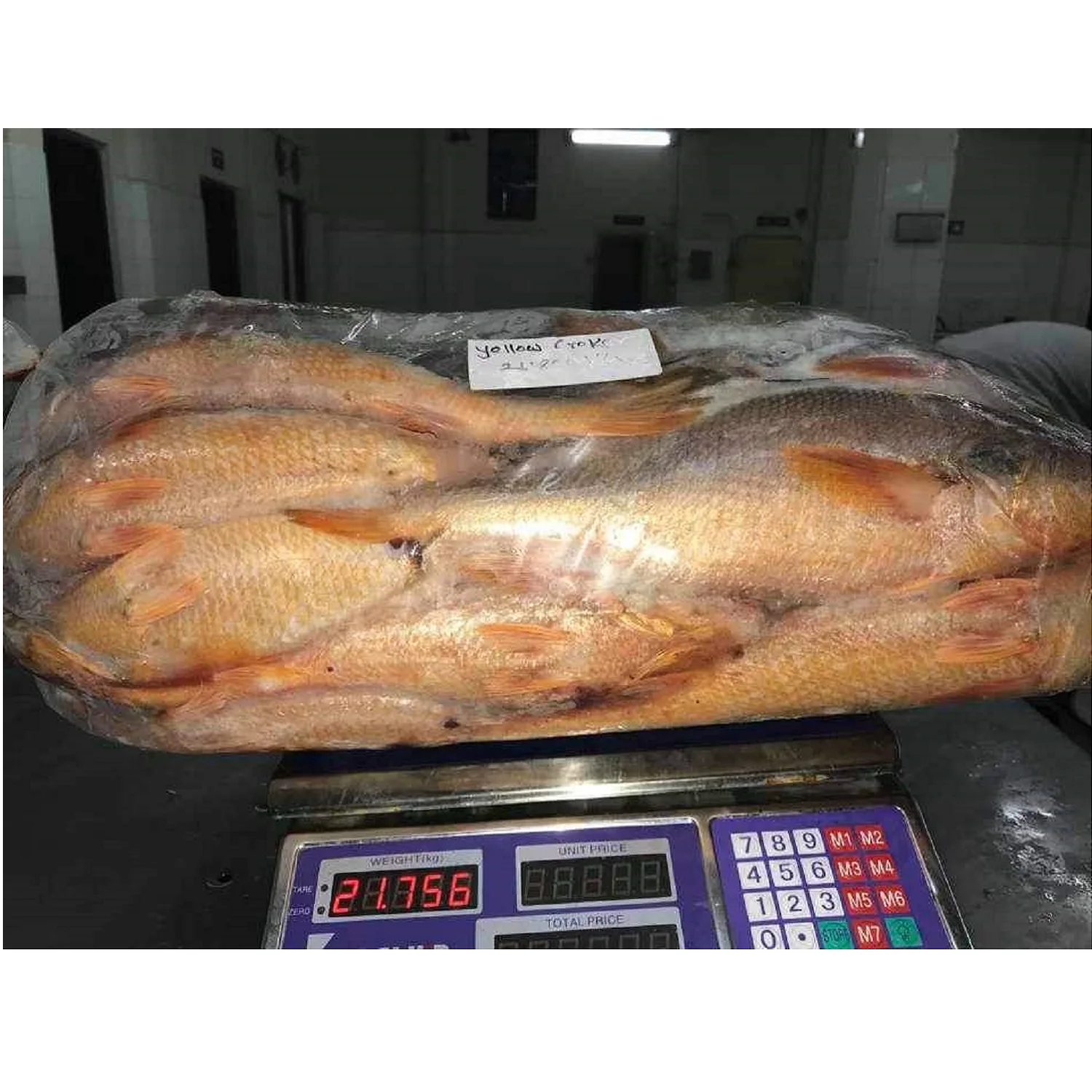 Yellow Croaker Fish On Boat Frozen  Premium Quality Bangladeshi Origin  Size 300gm to 1000gm