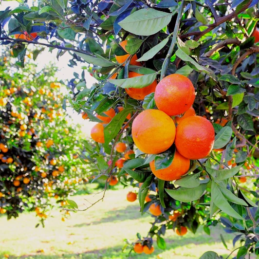 Винтажный итальянский высококачественный сладкий крем лимона ручной работы, личи 50 CL для продажи