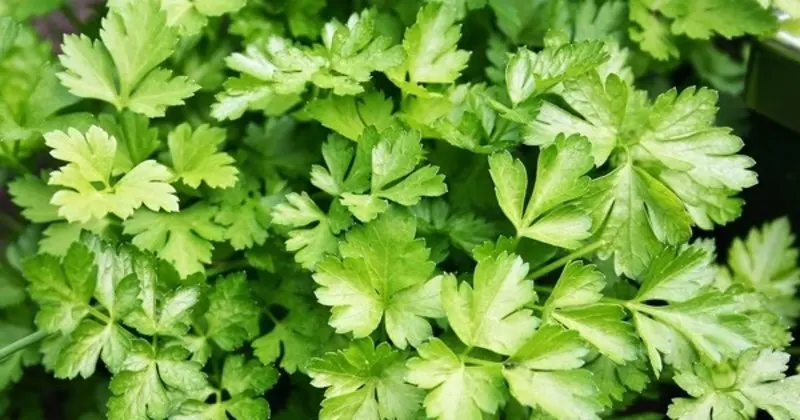 
High Quality Parsley Leaves 