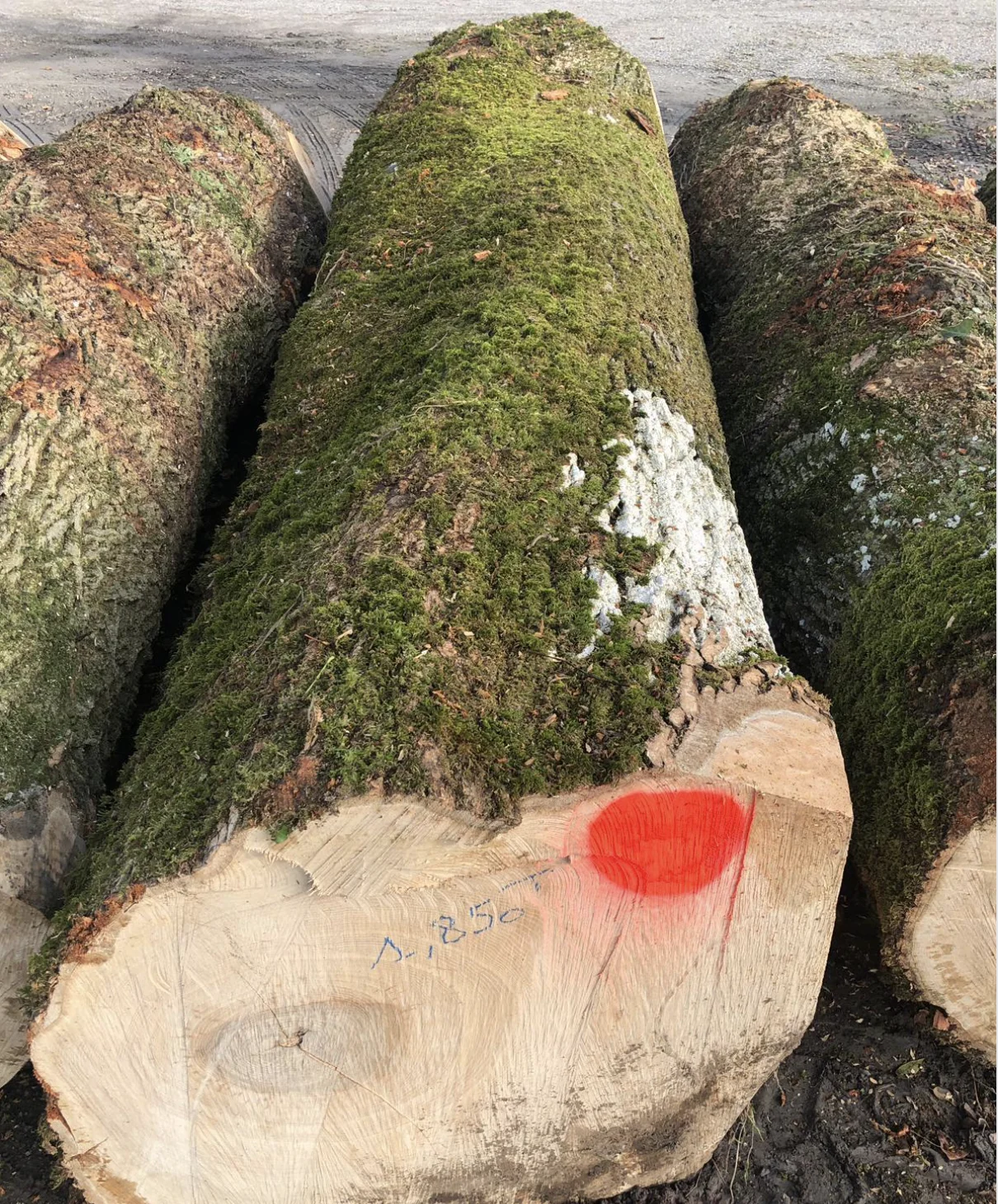 Black Walnut Veneer Logs, 42+ cm Diameter
