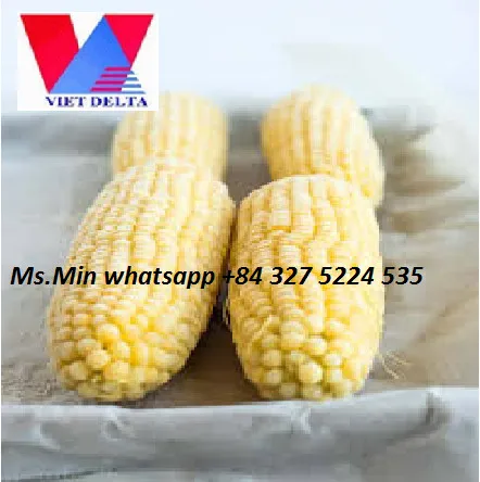 HIGH QUALITY AND BEST PRICE VIETNAM EXPORTING FROZEN BOILED SWEET CORN  / Ms.Min whatsapp (+84) 327 524 535