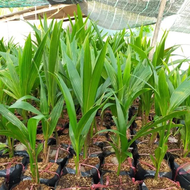  Высококачественные саженцы кокоса сладкий зеленый кокосовый Свежий Кокосовый фрукт контакты 0084 707 750 6