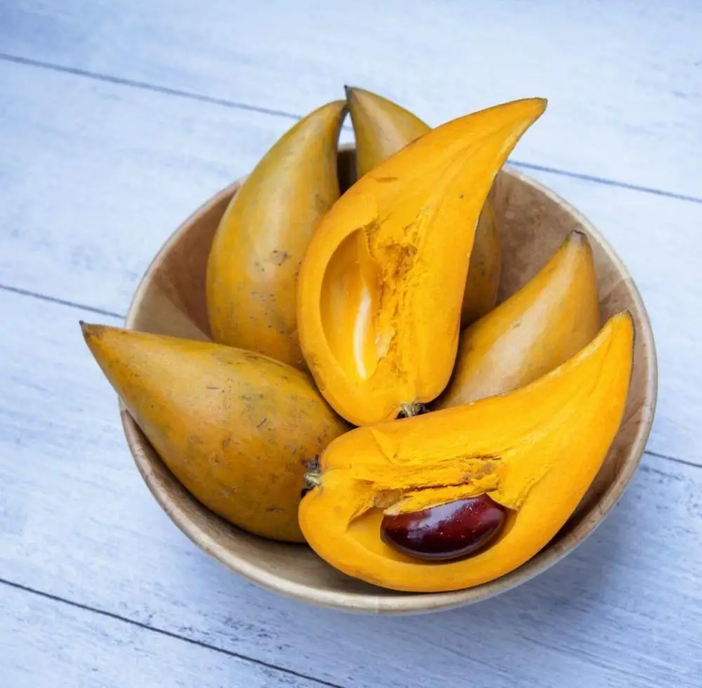 Fresh Lucuma fruit from PERU top Exporter
