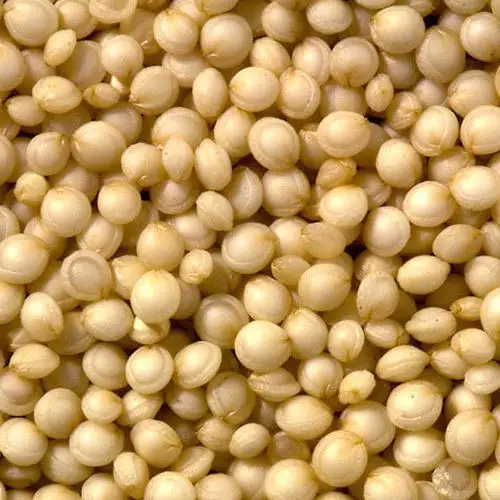 Good Quality Pure Quinoa Grains Cheap Rate Quinoa Grains