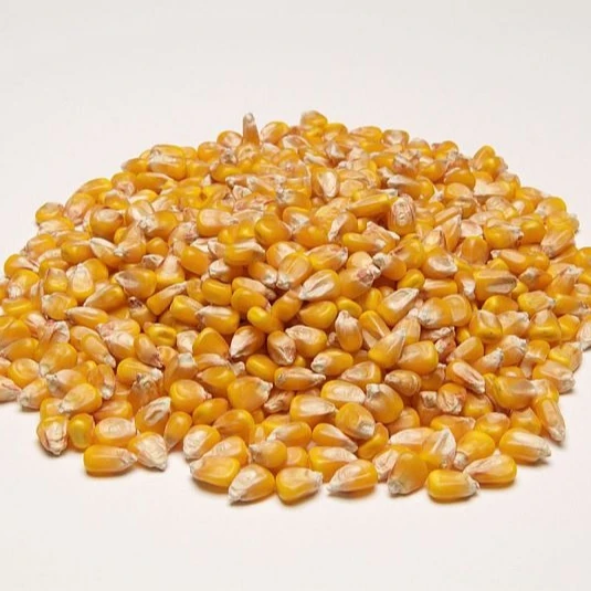
white corn/maize for human food for sale 
