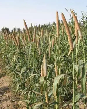 
BAJARA SEEDS EXPORTER 