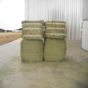 Украина Alfalfa