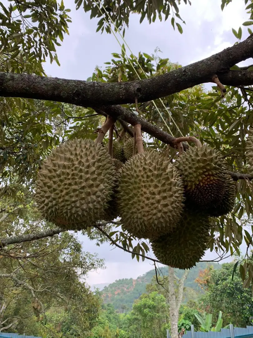 [MUSANG KING] TOP QUALITY GRAGE A EXPORT WHOLE FRUIT