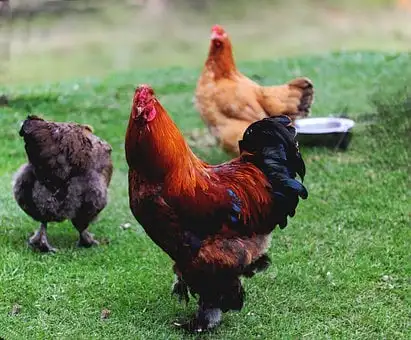 Fertilized egg of special chicken breed Brown Legron from Turkey best price High Quality