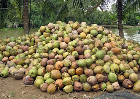 Оптовая продажа сушеный кокосовый копра-Ms Angela + 84 896 683 264