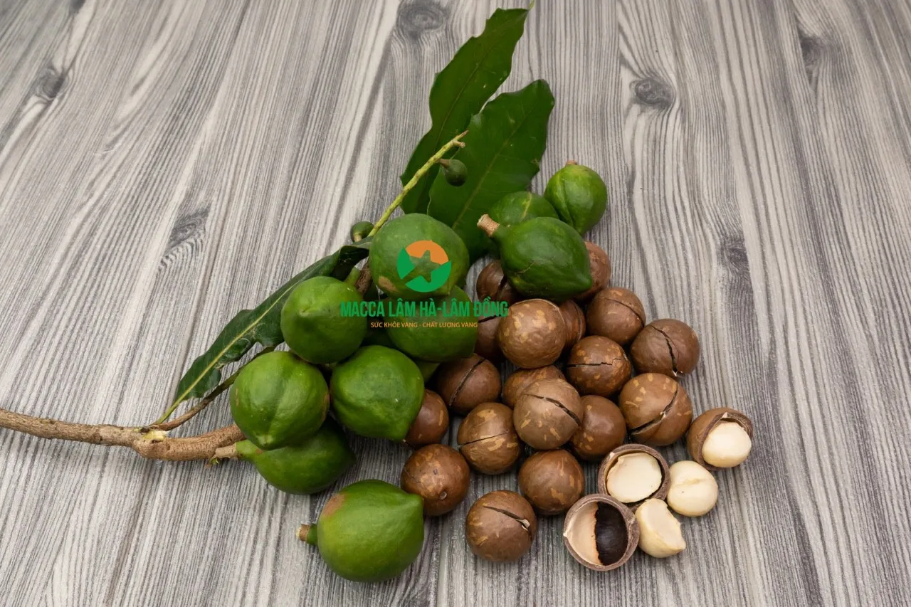 ISO Certification Use immediately without Processing Macadamia nuts Lam Dong (21-24mm) from Vietnam