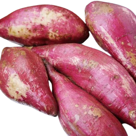 Свежий Овощной сельскохозяйственный продукт-сладкий картофель идеального качества