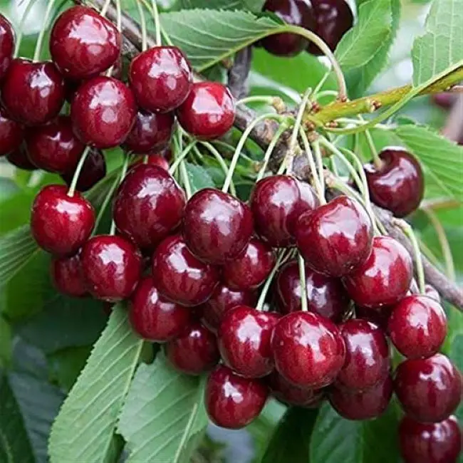 Высококачественные сладкие красные вишневые фрукты из Турции оптовая цена на экспорт свежих фруктов свежие премиум класса