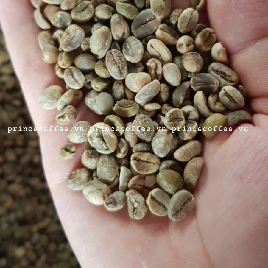  Оптовая продажа из Вьетнама кофейные зерна Arabica Robusta зеленые высококачественные зерна-Сырые Зерна