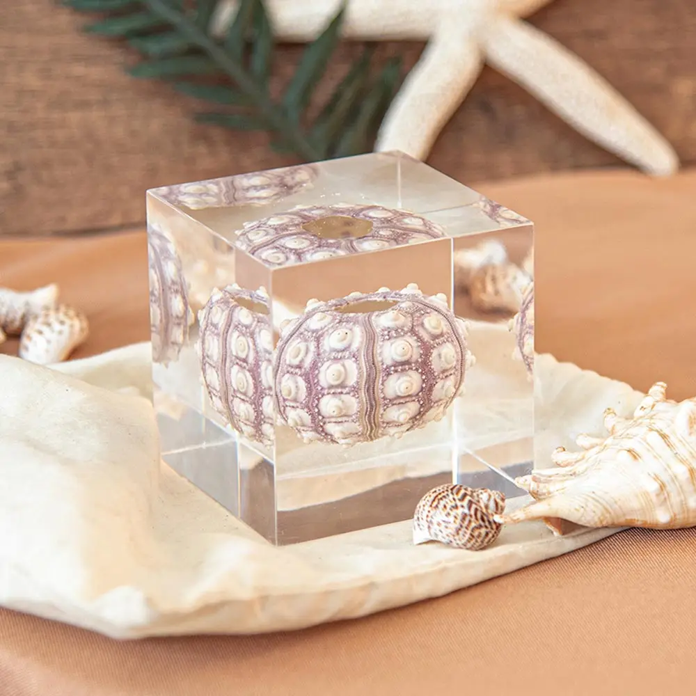 Ocean white clam sea shell table decor real urchin in transparent resin cube Nautical decorative specimen ornament