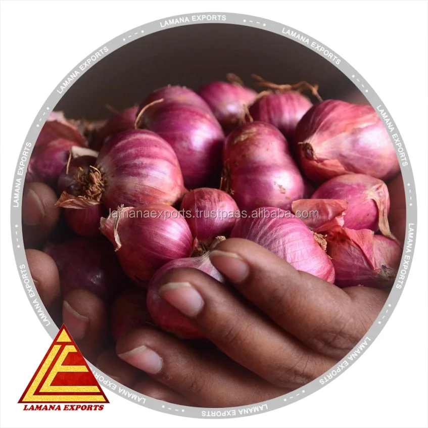 Indian Podisu New Crop for Export Malaysia Singapore