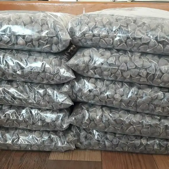 Wholesale Moringa Seeds Factory Price Moringa Seeds