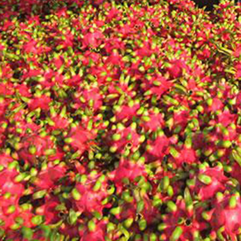 Красный фрукт дракона гарантированное новое и свежее/экспортное качество по хорошей цене (порт хошиминь)