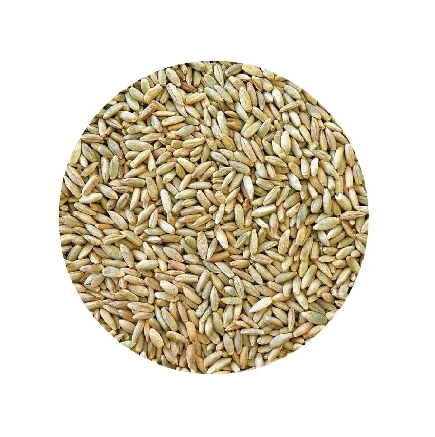 Best Quality Of Rye Grains Available Bulk at Cheapest Wholesale Pricing