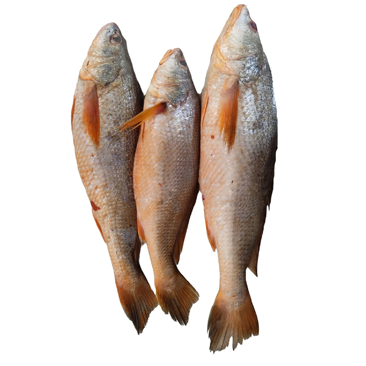Yellow Croaker Fish On Boat Frozen  Premium Quality Bangladeshi Origin  Size 300gm to 1000gm