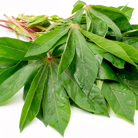 Importer Cassava leaves/ Fresh Ground Leaves from Vietnam - Ms. Elaine +84 375 431 541