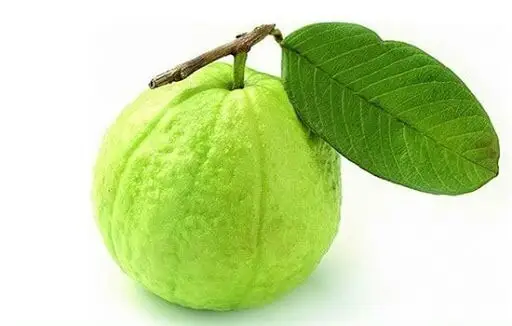For Wholesale Purchase Vietnam Rich Quality Good Taste Fresh Fruit Red Guava