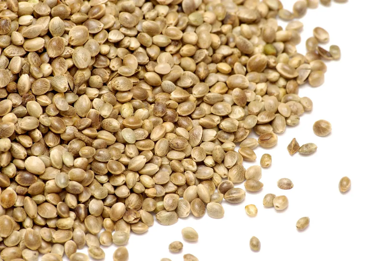 Hemp Seed - Cannabis Sativa Seed