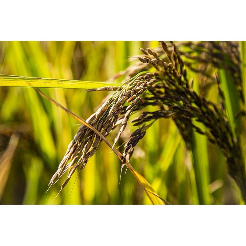 
Best Grade Factory Price Black Rice Viet Nam Origin - WA +84-916-813-986 (Jasmine) 