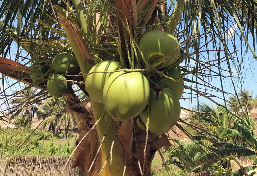 Fresh mature coconut in bag newly harvested made Viet Nam Phytosanitary Certification Coconut for