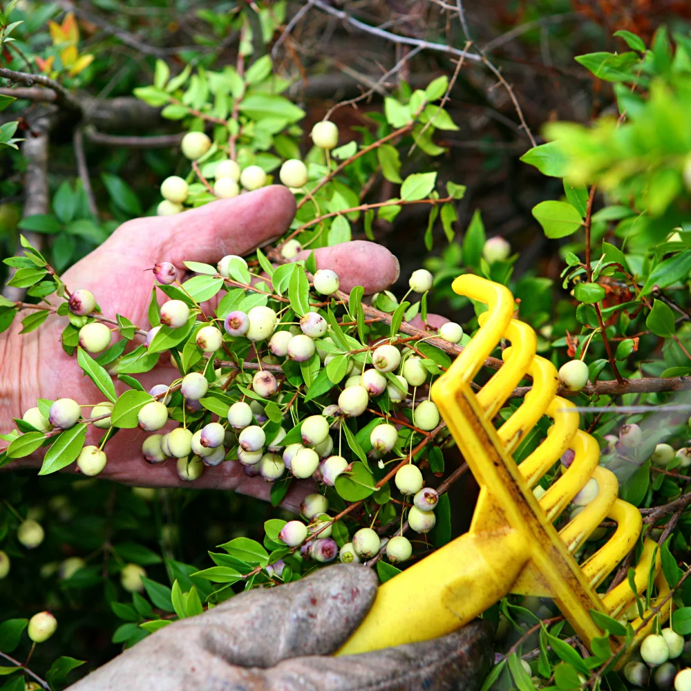 Best Italian Quality PACINI LIQUEUR 10 cl White Myrtle with Sardinian infusion by leaves myrtle plant for retails
