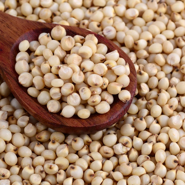 Зернистый сорго лучшее качество выглядит покупателем