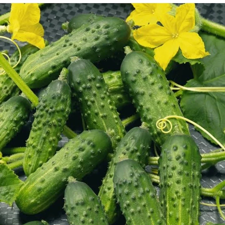 Preserved Cucumber/Gherkins Grade 9-12 CM /Cornichons/ Preserved in Acetic Acid in Barrels Best Indian Gherkins
