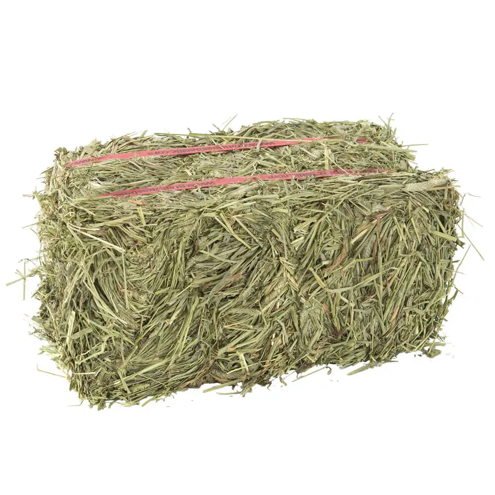 Best Alfalfa Hay Special Prices and Shipping for Gulf Region and Arab Countries
