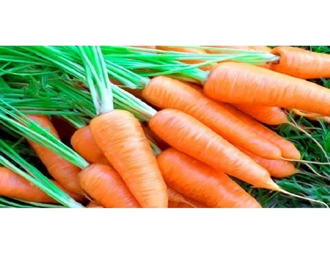 
Supplying fresh Carrot carrots price from Vietnam with top quality _Vikafoods (+84983028718). 