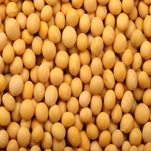 
Premium Non GMO Soybeans and Soya Beans / Soy Bean Seeds for sale 
