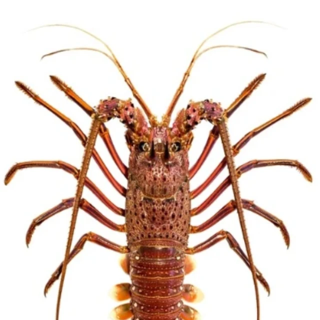 Best Export Quality Live Lobsters For Discount Price