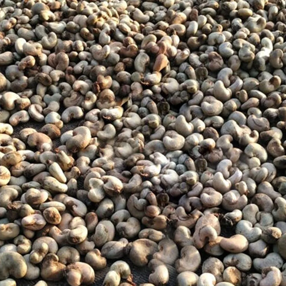 Vietnam Professional Raw Cashew nuts provider (Ho Chi Minh Port) Natural Cheap New Raw cashew nuts every season
