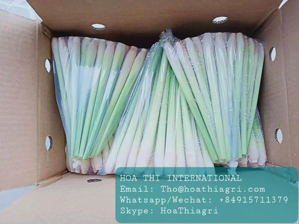 6 Months Shell Life Raw Processing Type Natural Green Stick Shape 6 Months Shell Life  Fresh Lemongrass