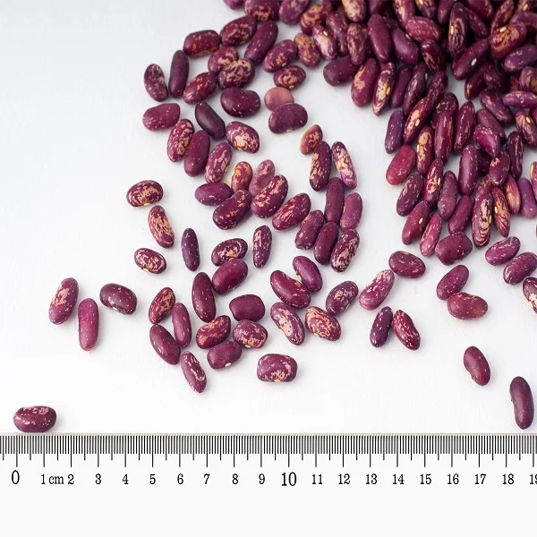 haricot beans, kidney beans natural beans from Uzbekistan