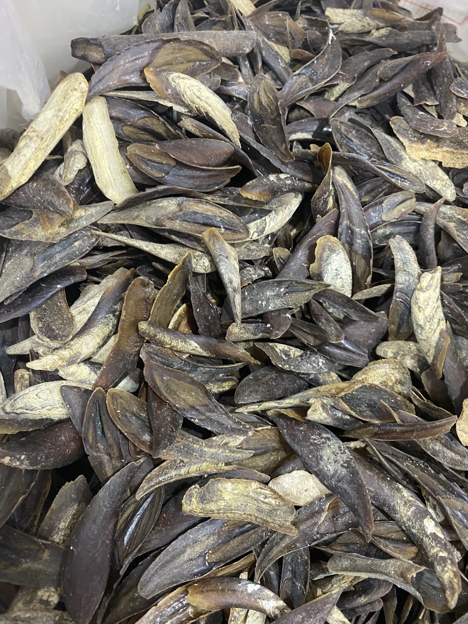 Высококачественные ракушки для ракушек по заводской цене оптовая продажа