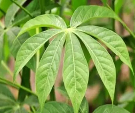 IMPORTER CASSAVA LEAVES/ FRESH GROUND LEAVES FROM VIETNAM - Ms. Elaine +83 375 431 541