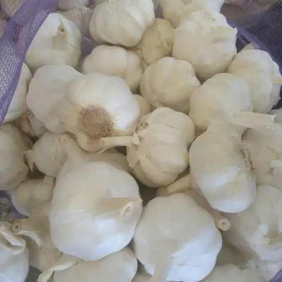 Hot Sale Wholesale Fresh Garlic Ginger Onion Price New crop, High quality for export