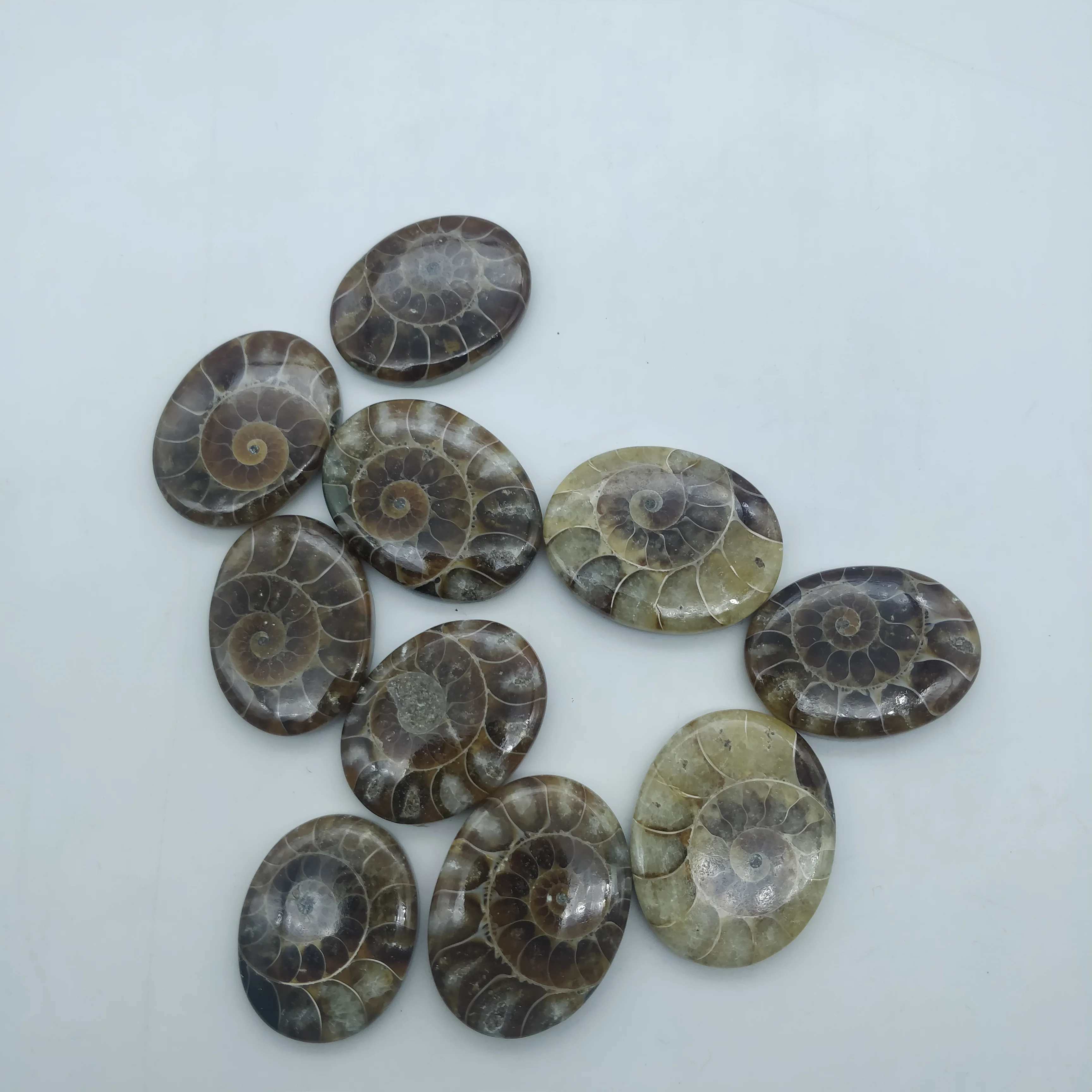 Natural Smooth Ammonite Cabochons In Different Sizes