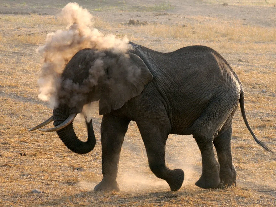 3 DAY MOMBASA TSAVO EAST AND SALTLICK SAFARI