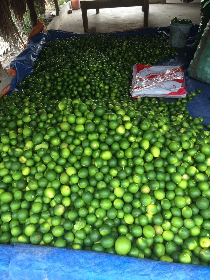 
Fresh Lime grade 1A new crop 2020 
