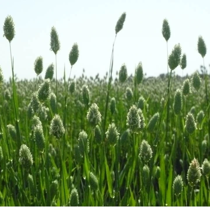 Birdseeds from Argentina
