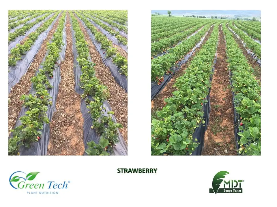 Green Tech Combi-Mix- Combi Mix- Micro Elements Mix With ACT Chelating - Powder Fertilizer With ACT( Active Cell Technology)