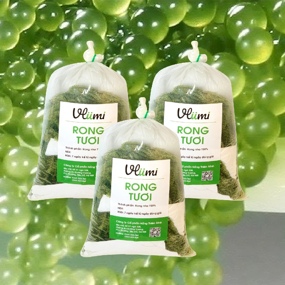 VLUMI Popular Algae Species  Organic Healthy Seeweed Fresh Sea Grapes